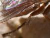 Lispocephala brachialis